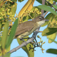 Bulbul modeste