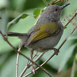 Camaroptère à dos gris