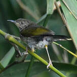 Camaroptère à dos gris