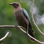 Choucador de Swainson