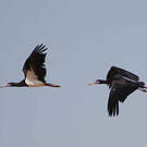Cigogne d'Abdim