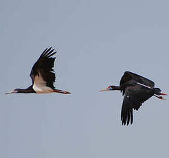 Cigogne d'Abdim