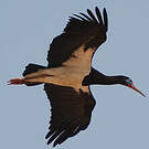 Cigogne d'Abdim