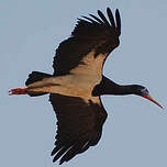 Cigogne d'Abdim