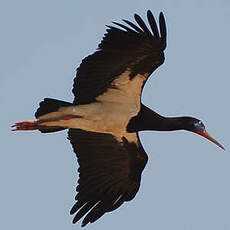 Cigogne d'Abdim