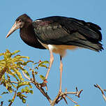 Cigogne d'Abdim