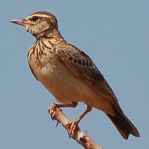 Cochevis modeste