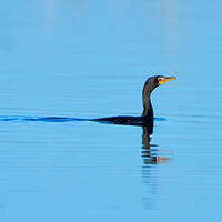 Cormoran africain