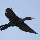 Cormoran africain