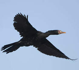 Cormoran africain