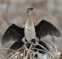 Cormoran africain