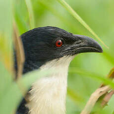 Coucal à nuque bleue