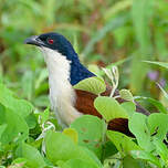 Coucal à nuque bleue