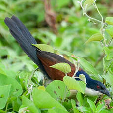 Coucal à nuque bleue