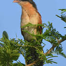 Coucal du Sénégal