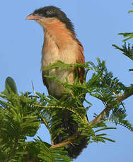 Coucal du Sénégal