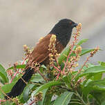 Coucal du Sénégal