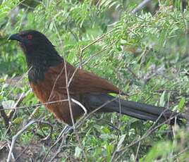 Coucal du Sénégal