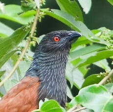 Coucal du Sénégal