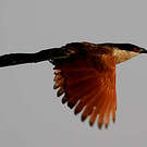 Coucal du Sénégal