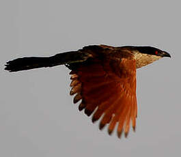 Coucal du Sénégal