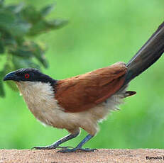 Coucal du Sénégal