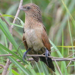 Coucal noir