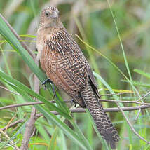 Coucal noir