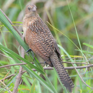 Coucal noir