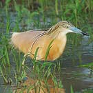 Crabier chevelu