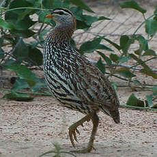 Francolin à double éperon