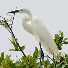 Grande Aigrette