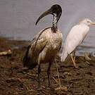Ibis sacré