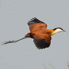 Jacana à poitrine dorée