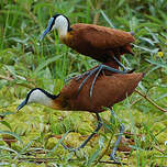 Jacana à poitrine dorée