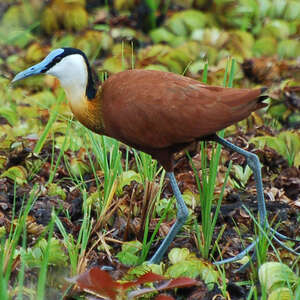 Jacana à poitrine dorée