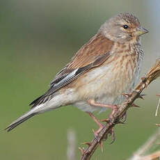 Linotte mélodieuse