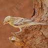 Moineau doré