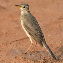 Pipit à dos uni