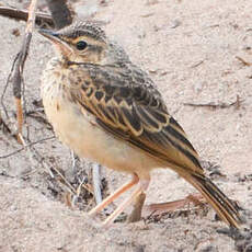 Pipit à dos uni