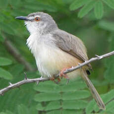 Prinia modeste