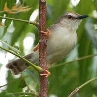 Prinia modeste