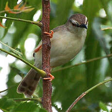 Prinia modeste