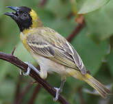 Tisserin minule