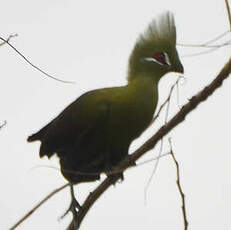 Touraco vert