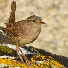 Troglodyte mignon