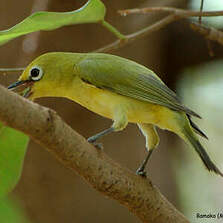 Zostérops jaune