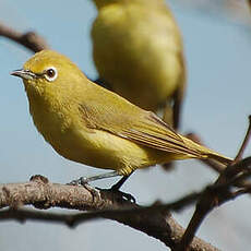 Zostérops jaune