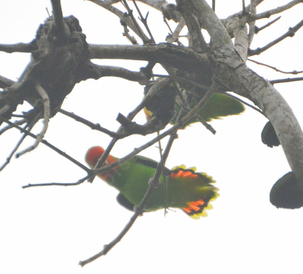 Inséparable à tête rouge , identification