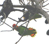 Red-headed Lovebird